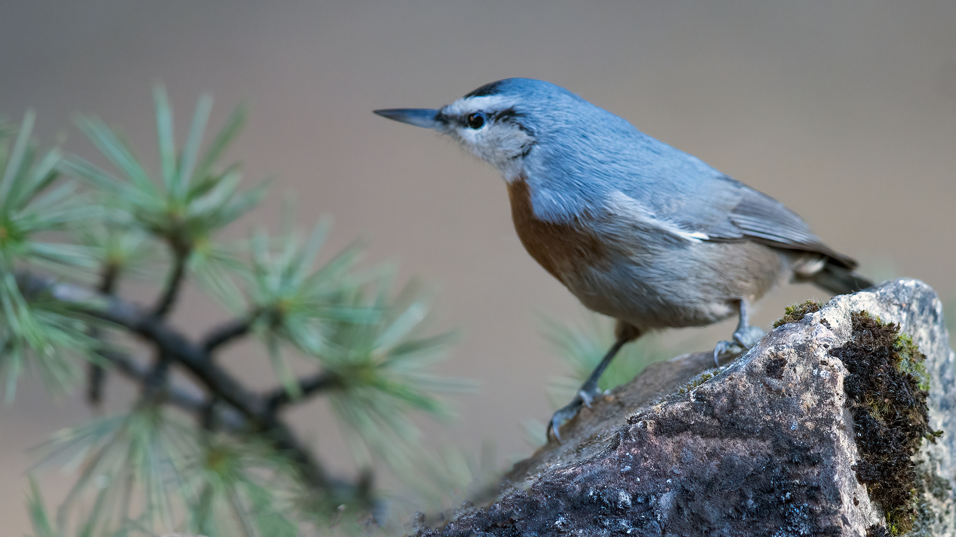 Krüper's Nuthatch